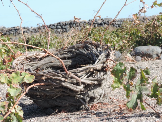 They wrap the vines to form a basket inside which the grapes grow.