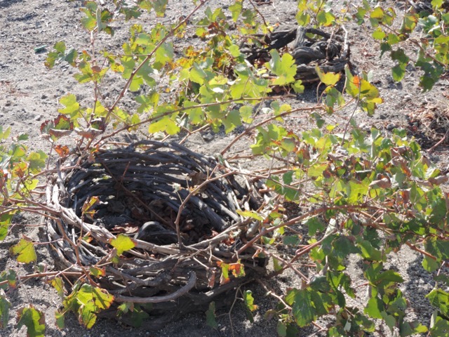 The basket protects the grapes from the wind. Vines can be hundreds of years old.