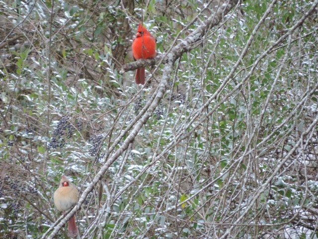 Red Bird Pair in snow covered tree, Bristol, Tenn.