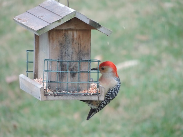 Woody likes the bird feeder