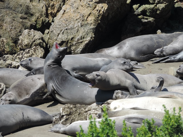 Seals along the coast
