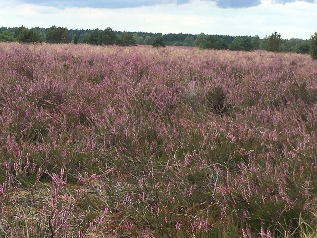 In the Heath, where the heather blooms in August